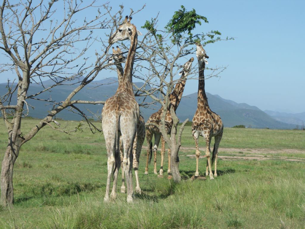 giraffe eastern cape 